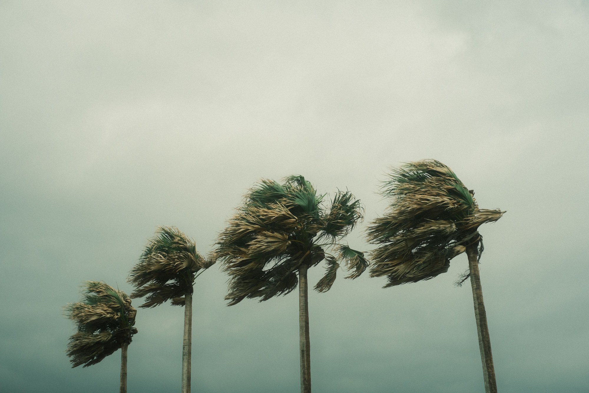 Palm trees bending sharply under strong winds and a grey tropical storm sky